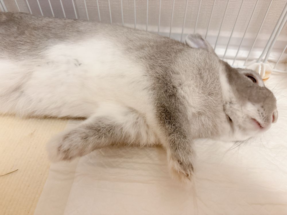 写真：仰向けになって寝るうさぎ