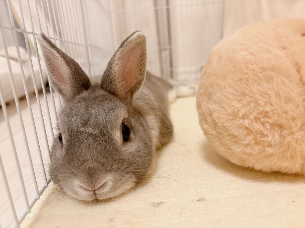 写真：床にあごをつけて寝転がるうさぎを正面から撮ったもの