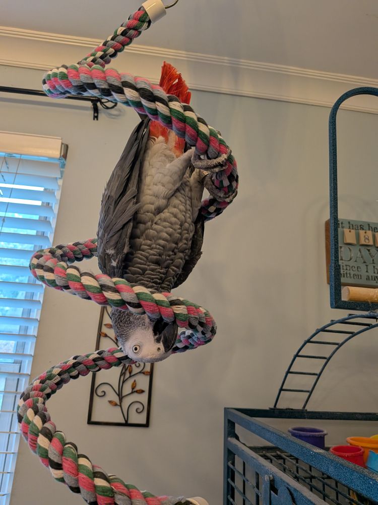 African grey parrot hanging upside down from a spiral perch 