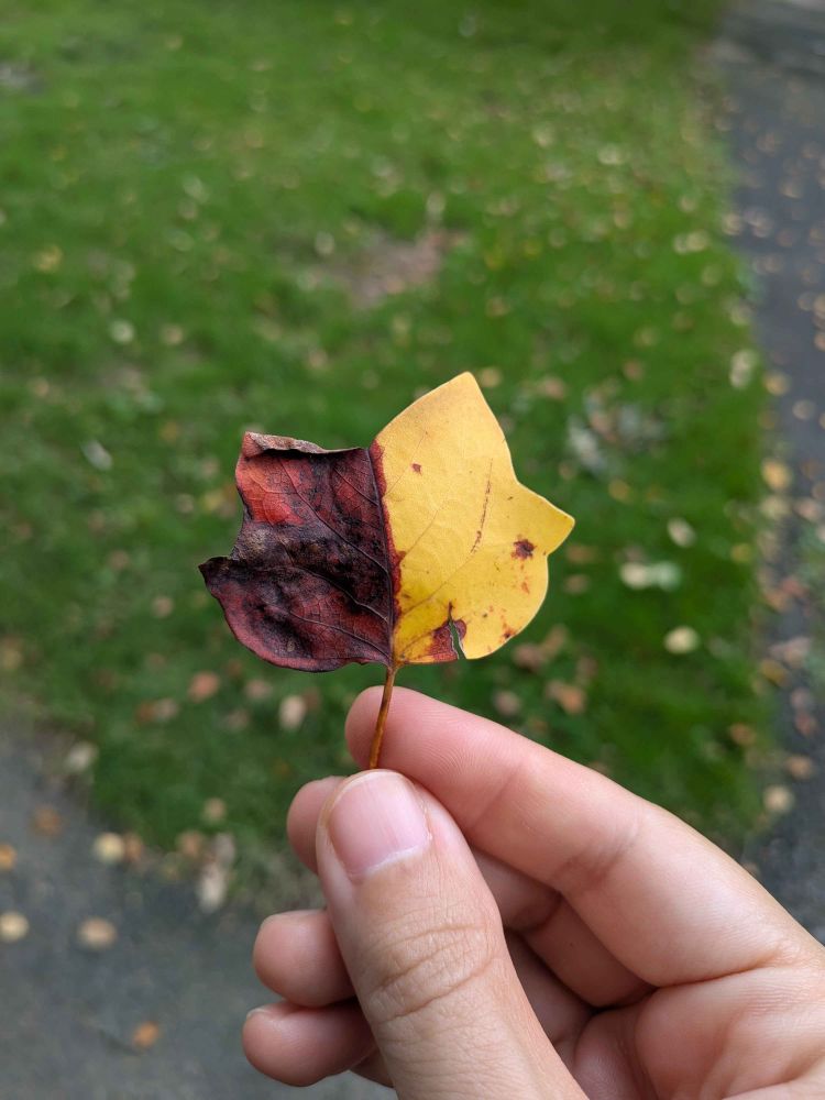 Tulip poplar leaf that is half maroon and half yellow