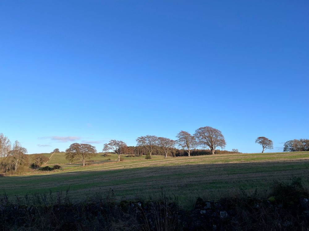 A line of oak trees separating two fields. Glorious autumn blue skies and bright low sunlight. Wonderful walk.