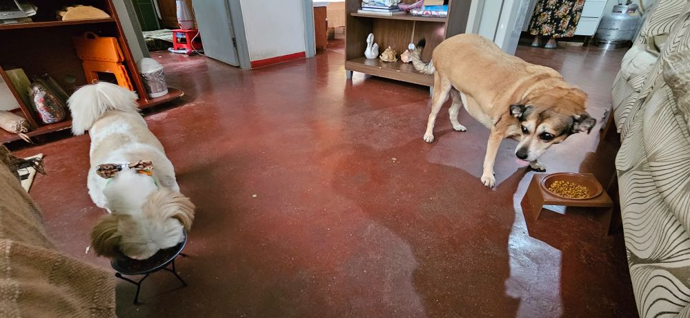 Dois cachorros comendo ração, um é branco e caramelo (à esquerda) e a outra é caramelo (à direita). Estão em uma sala, com piso vermelho.