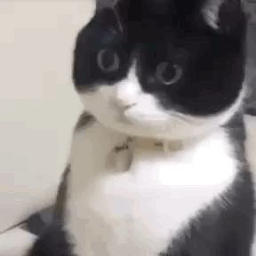 a black and white cat with a collar is sitting on a couch looking at the camera .