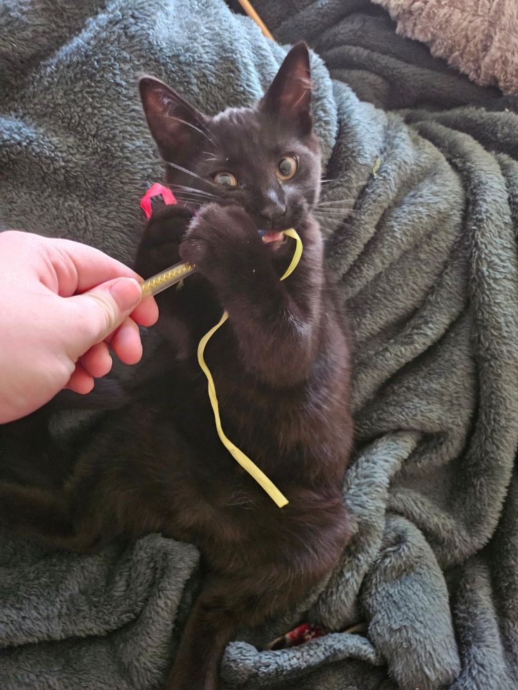 black kitten grabbing toy and chewing on it