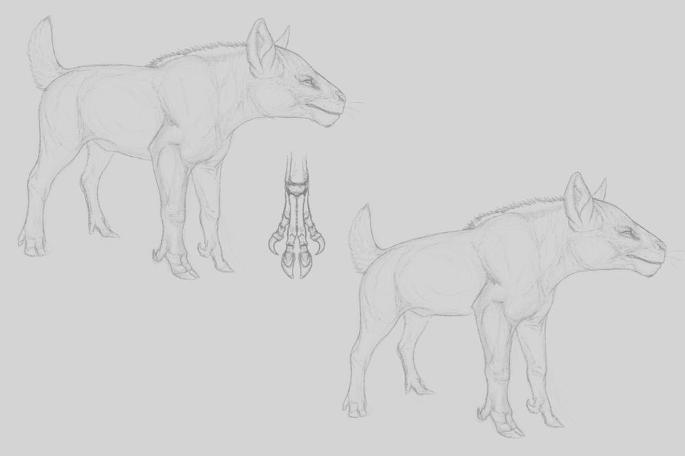 With original proportions (left)
Hand structure (middle)
With adjusted proportions (right)