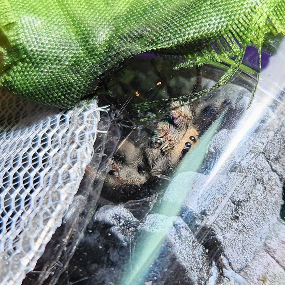 Jumping spider of the Phiddipus Regius species being heckin cute.