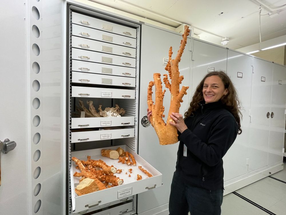 Dr. Andrea Quattrini holding up a big orange coral while standing in a room full of drawers that contain corals.