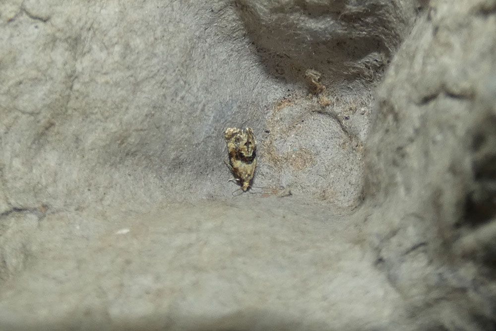 Phalonidia manniana, new for me