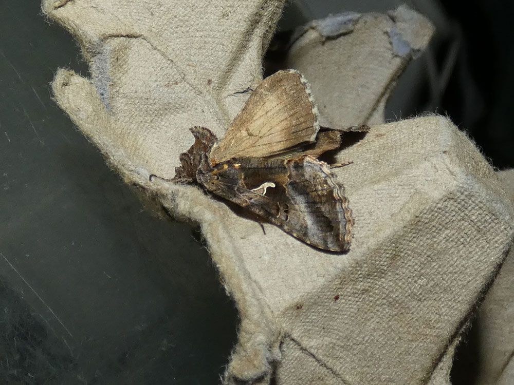 Silver Y, showing off his hindwing (his choice, not mine!)