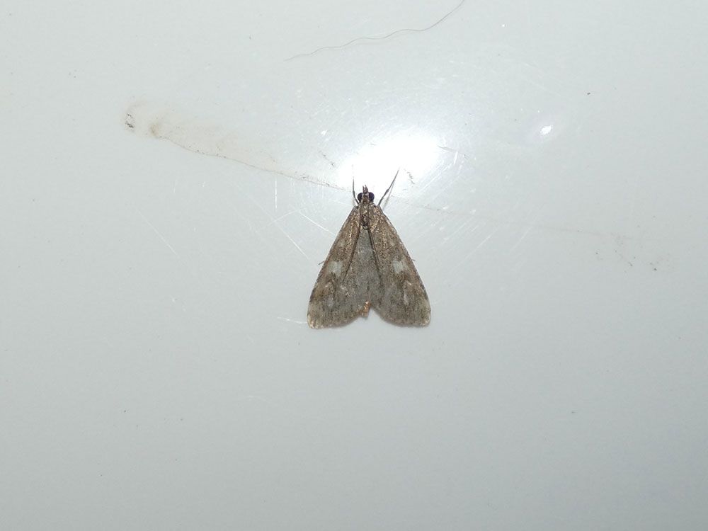 Udea olivalis, not a common moth in our garden
