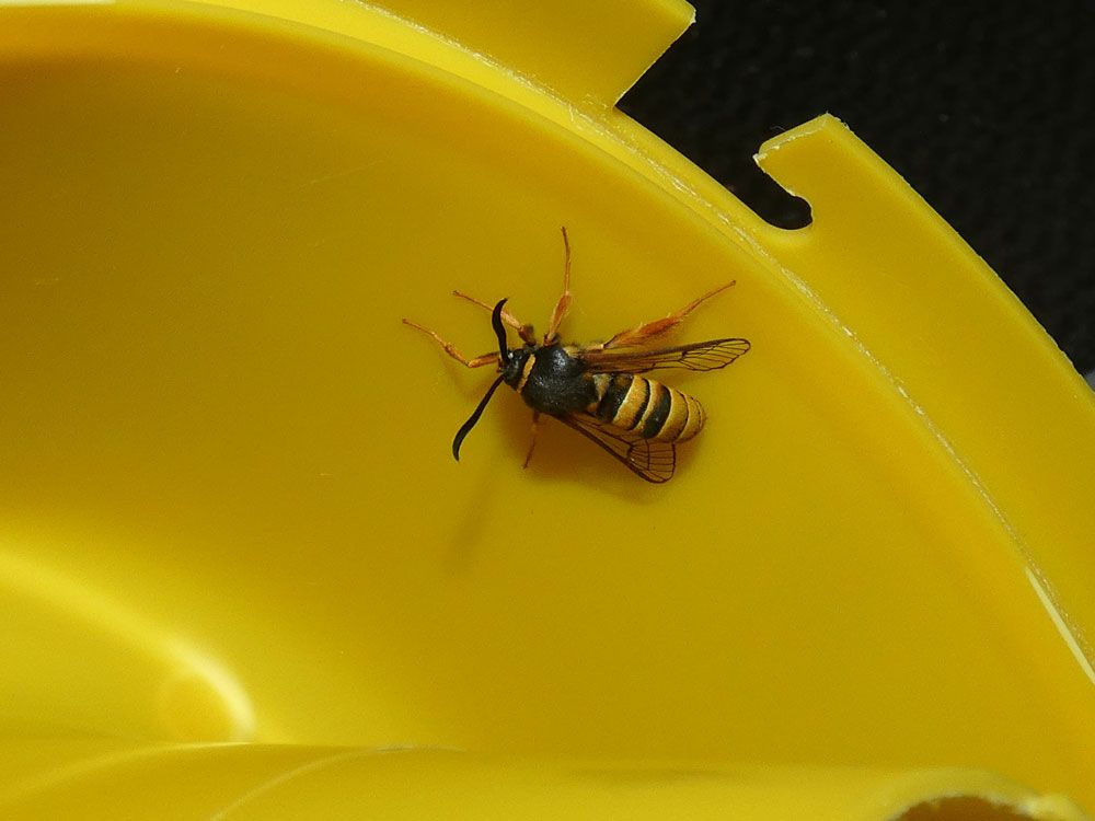 Lunar Hornet Moth