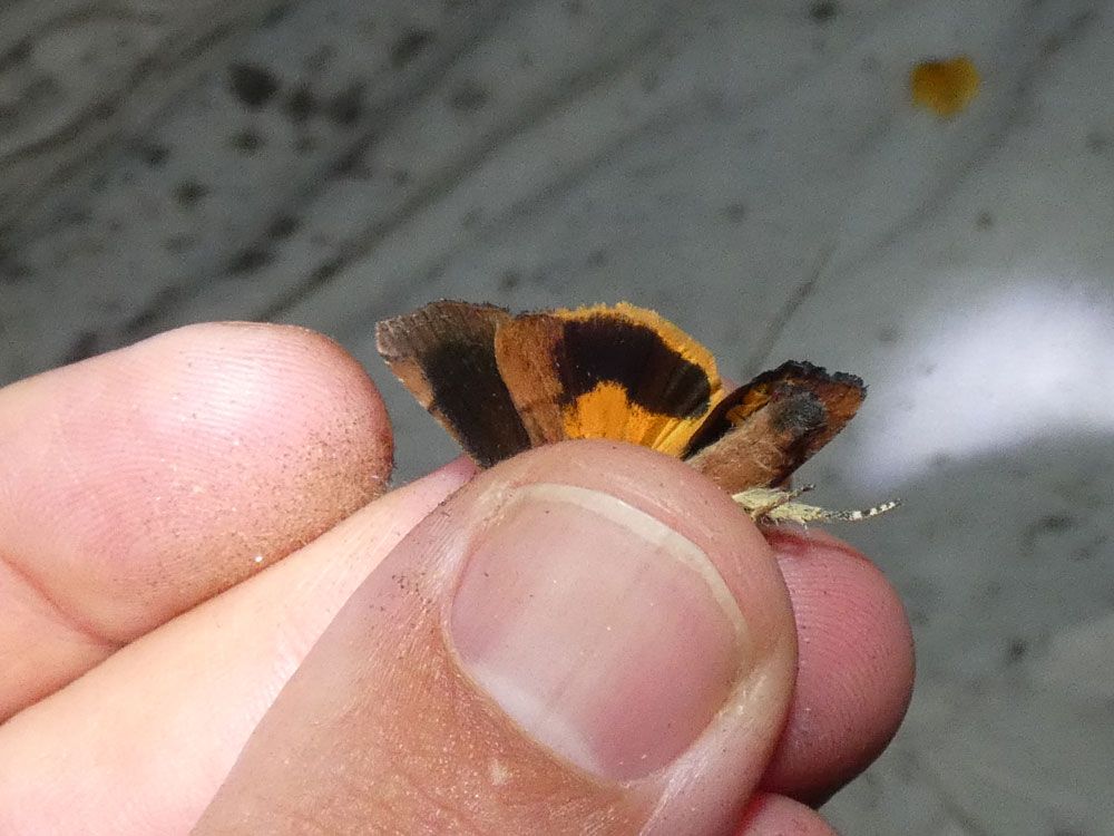 Langmaid's Yellow Underwing showing underside of upperwing
