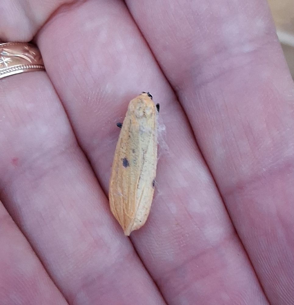 Four-spotted Footman, sadly the spiders got to her before I could