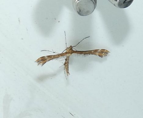 Breckland Plume