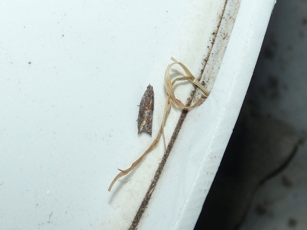 Rhopobota naevana