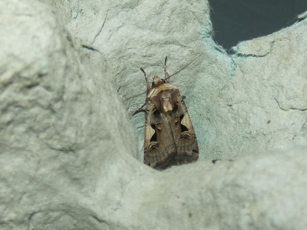Setaceous Hebrew Character