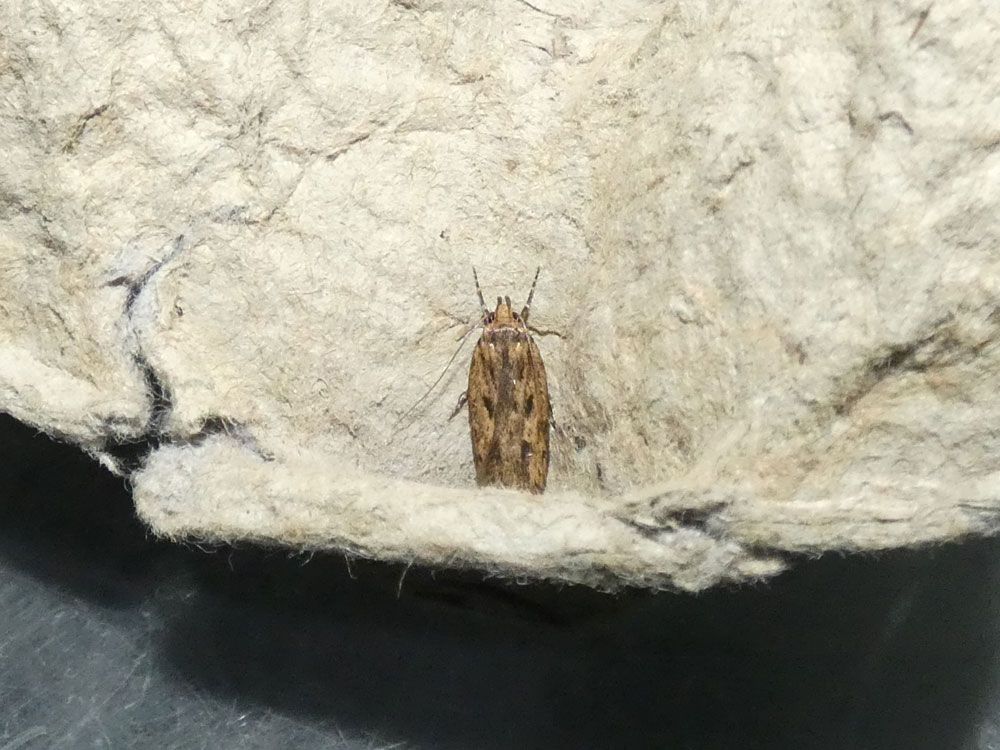 Brown House Moth