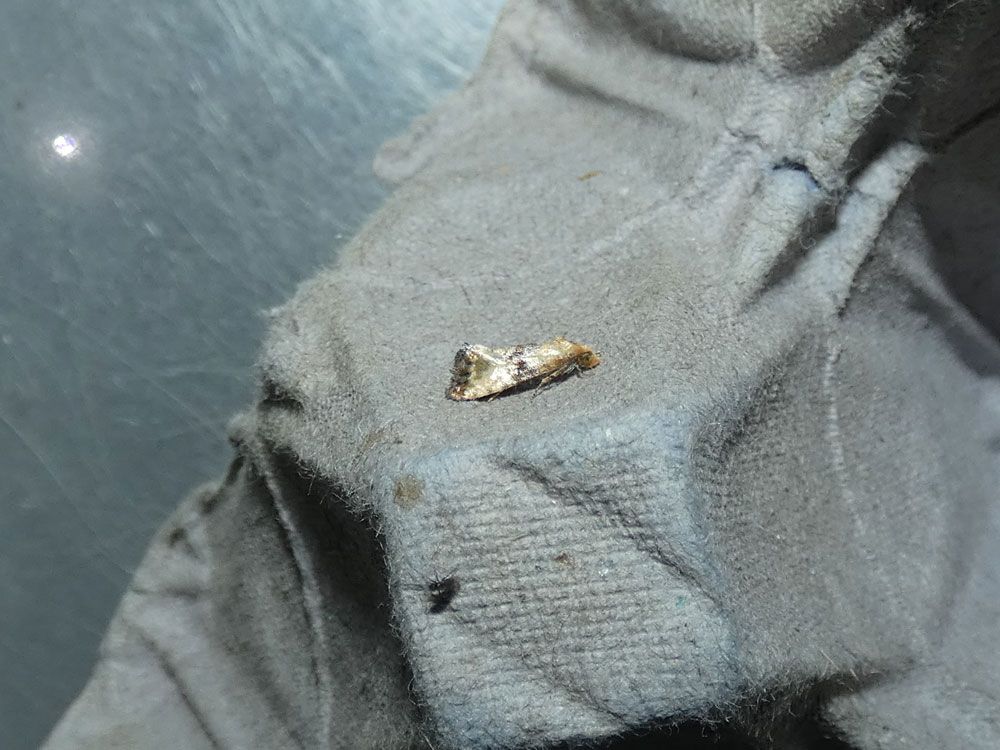 Eupoecilia angustana