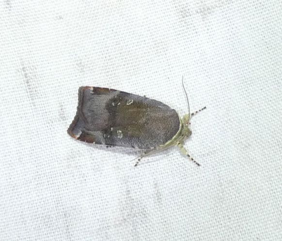 Langmaid's Yellow Underwing
