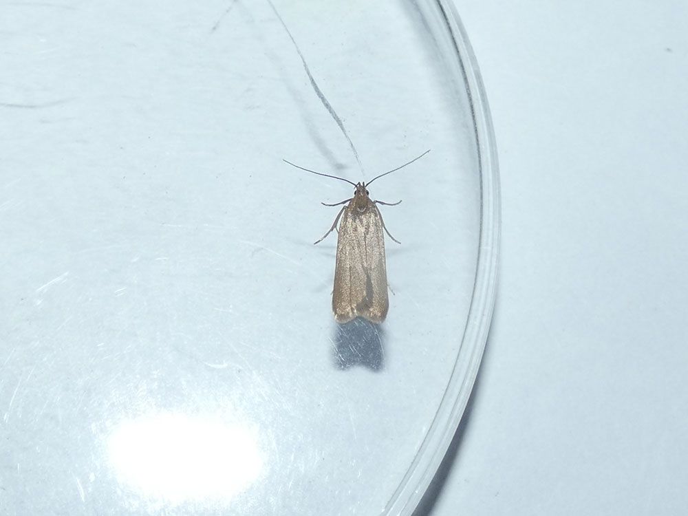 Acompsia cinerella