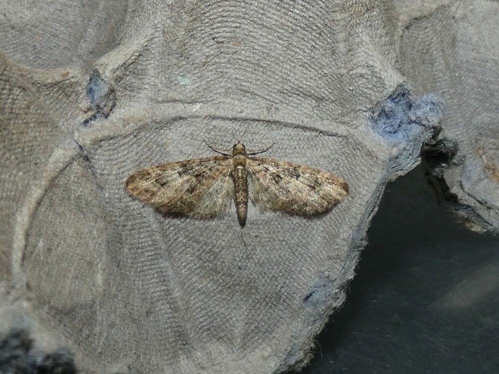 Brindled Pug
