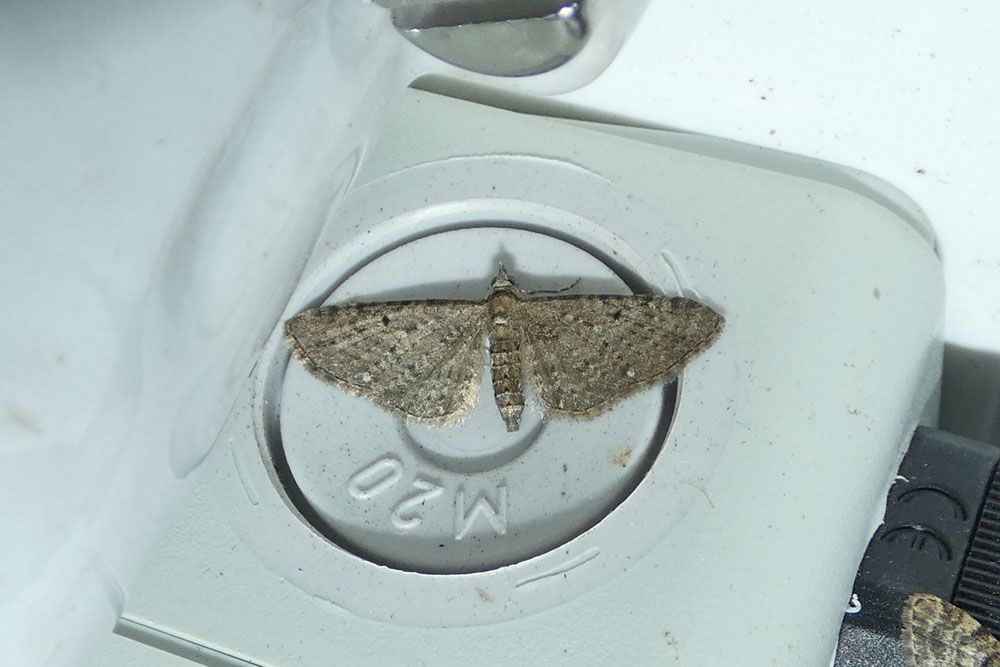 Golden-rod Pug, new for garden