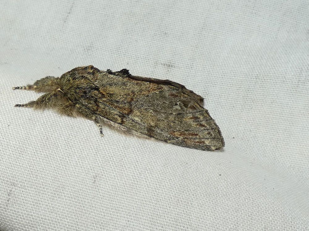 Great Prominent, last recorded in the garden in 2022