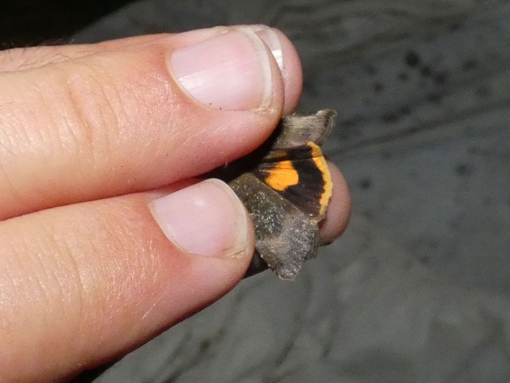 Langmaid's Yellow Underwing showing upperside of hindwing