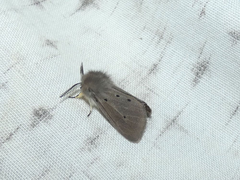 Muslin Moth