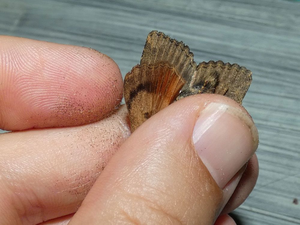 Svensson's Copper Underwing
