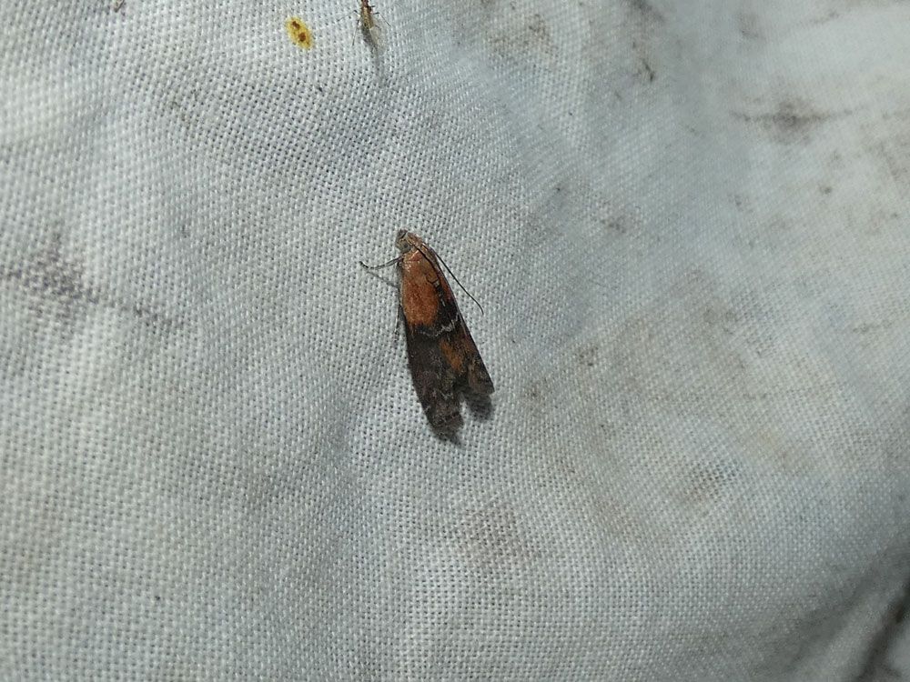 Sciota adelphella