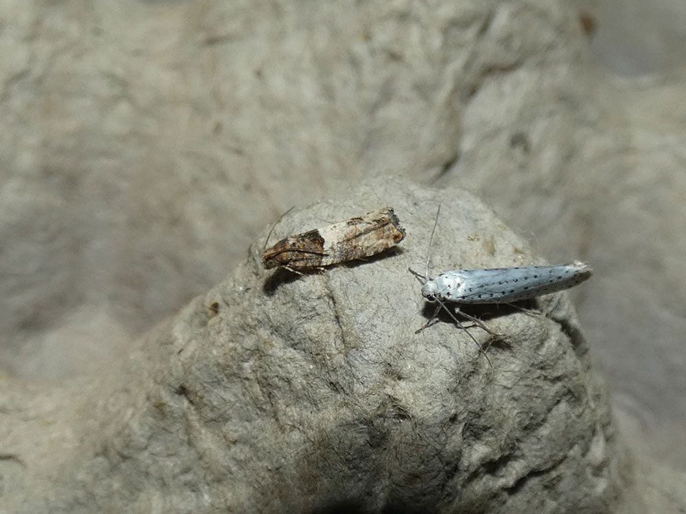 Gypsonoma aceriana