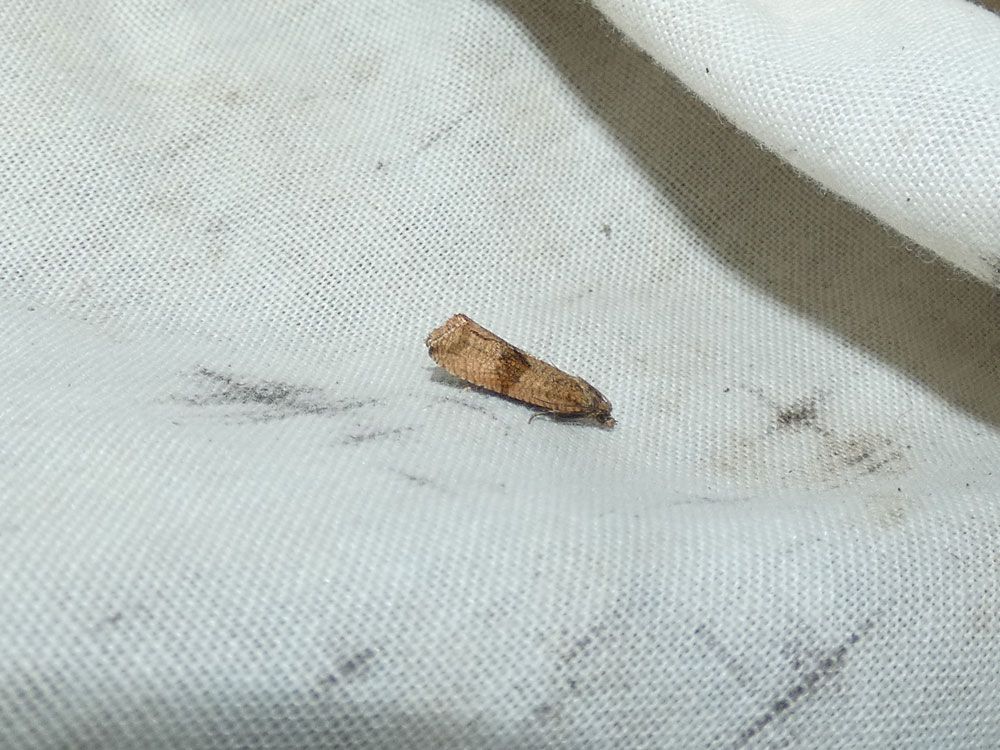 Celypha striana