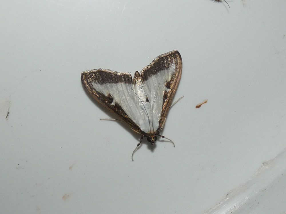 Box-tree Moth, the first of many to come....