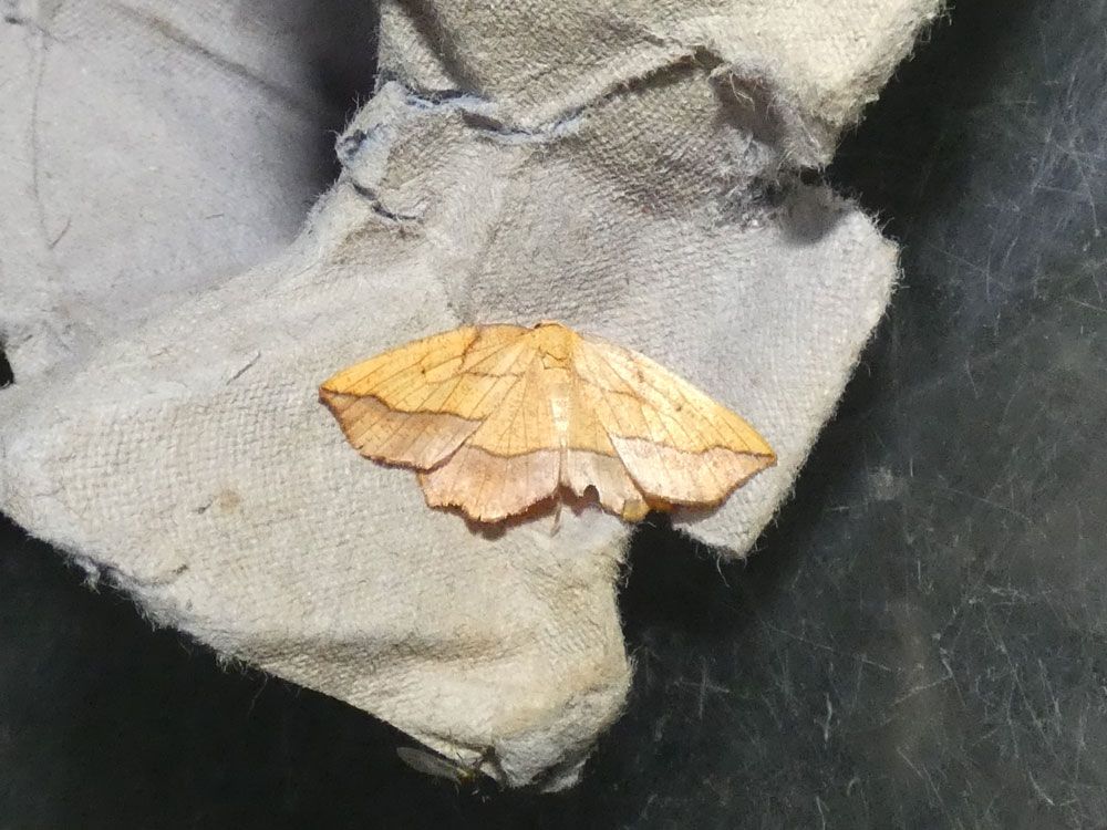 Bordered Beauty, new for garden