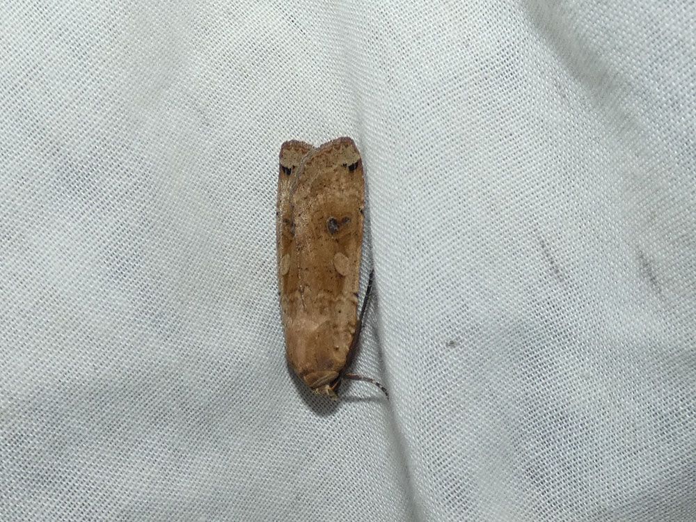 Large Yellow Underwing