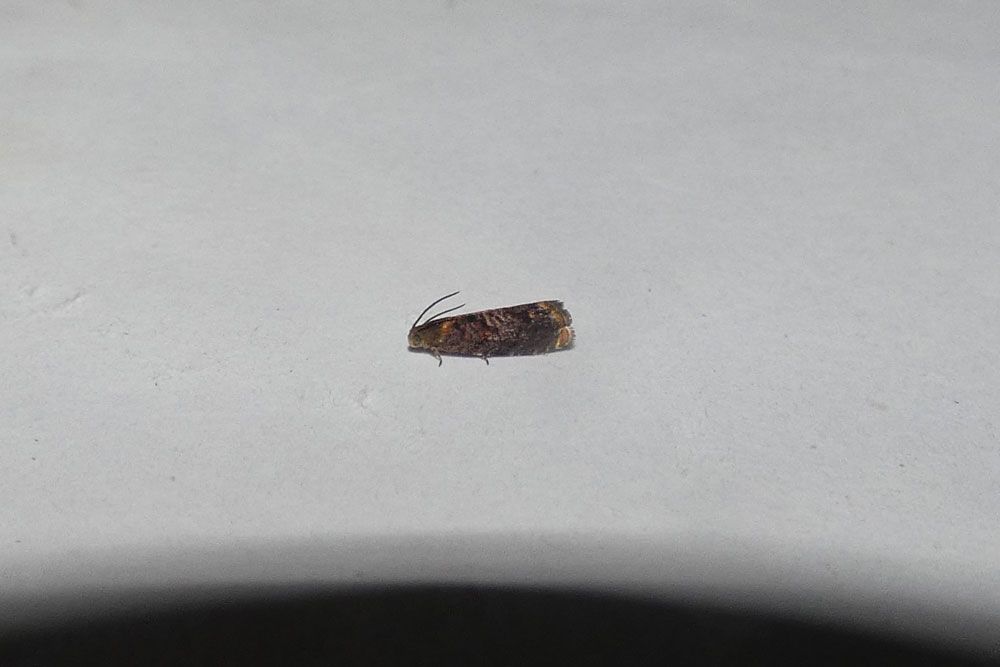 Grapholita janthinana