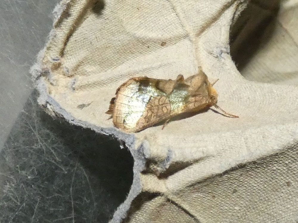 Burnished Brass