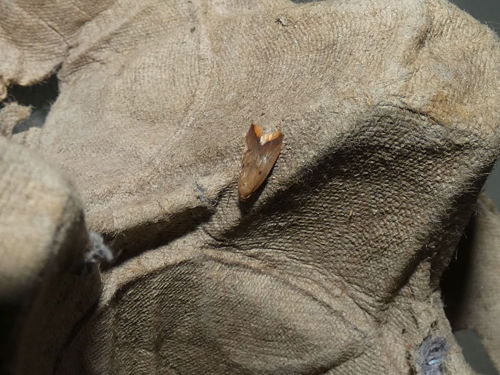 Tachystola acroxantha