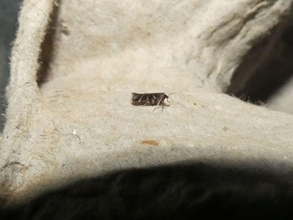 Oxypteryx wilkella