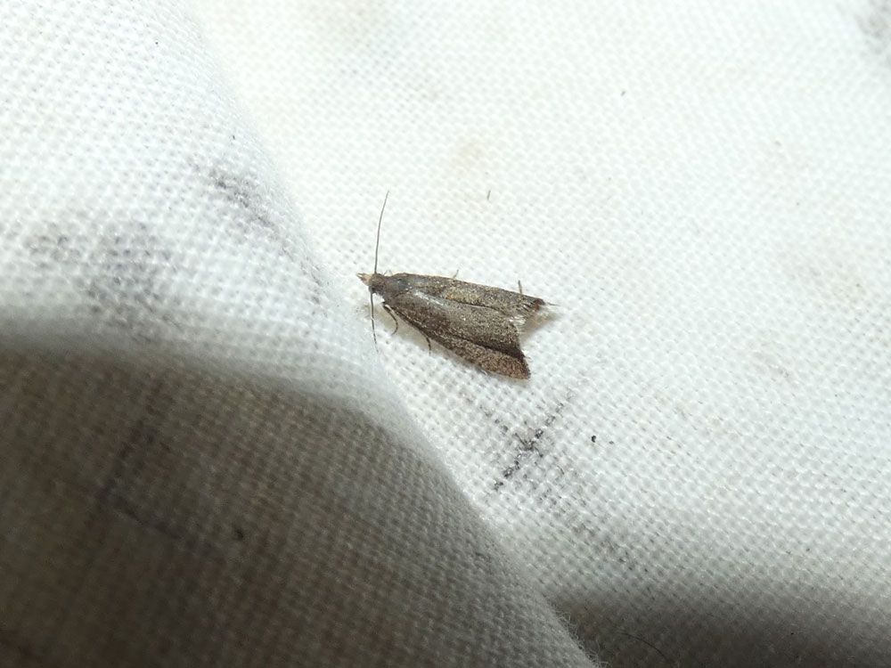 Dichrorampha sp