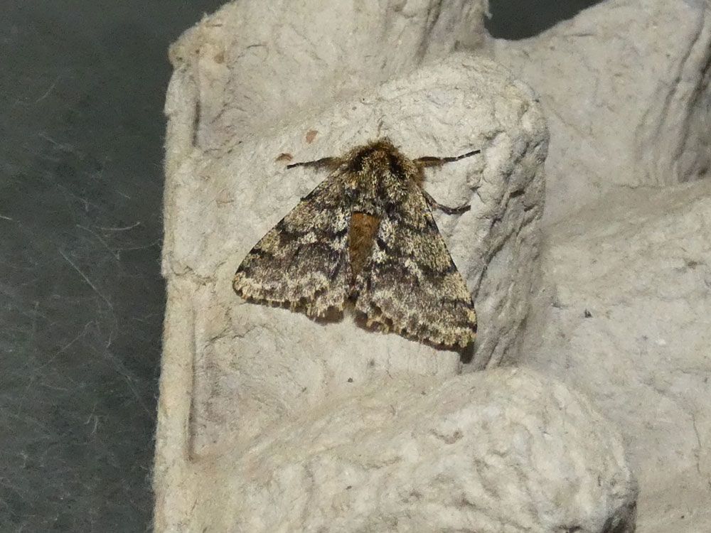 Brindled Beauty