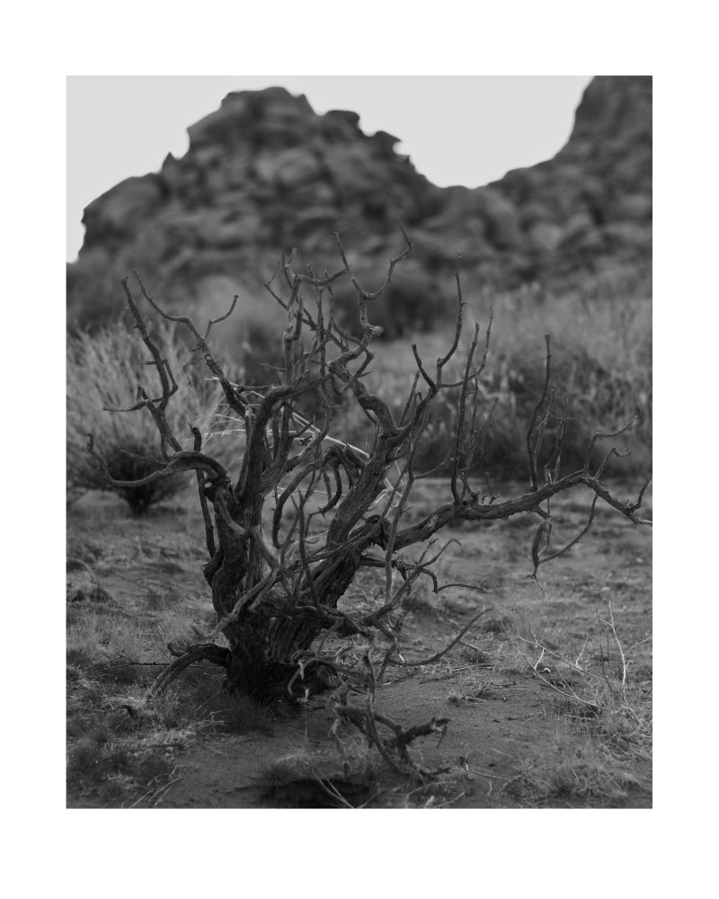 A black and white shot of a desert plant with massive stacks of boulders out of focus in the background. Joshua Tree, California.