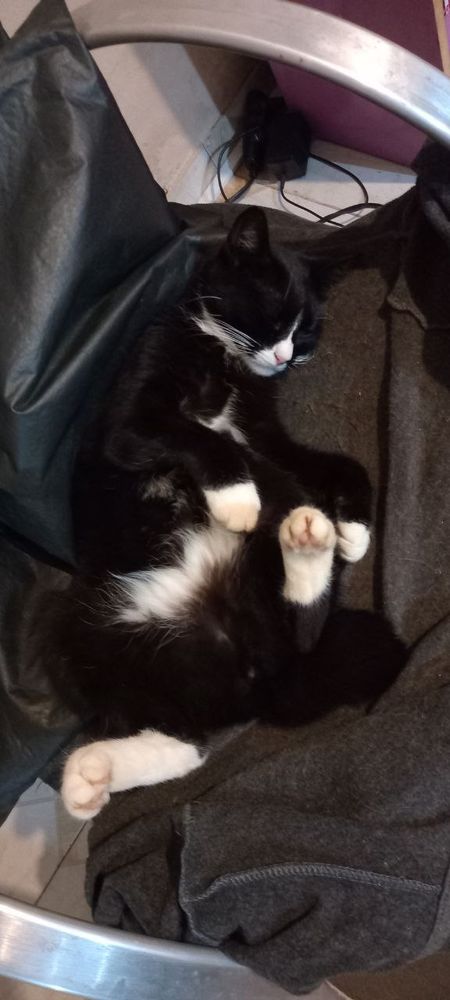 gato dormindo de costas