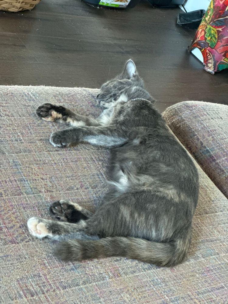 kitten sleeping on its side on a couch