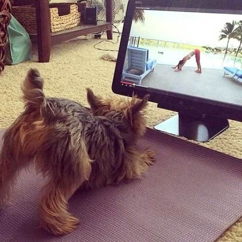 A dog watching instructional yoga on a laptop is doing downward dog pose.