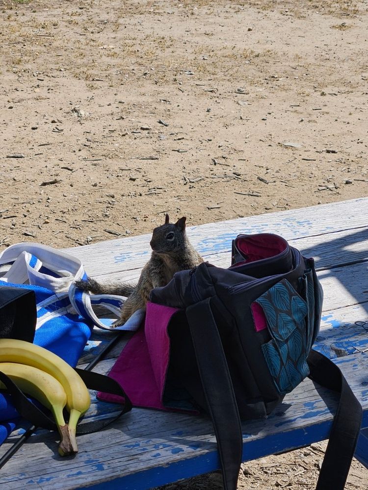A squirrel looks into the distance beside a blue purse. Both are on a picnic table. 