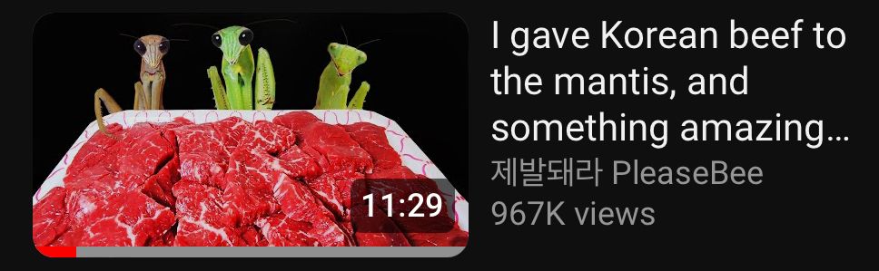 A screenshot of a youtube video with part of its title cut off. The title reads, “I gave Korean beef to the mantis, and something amazing…”