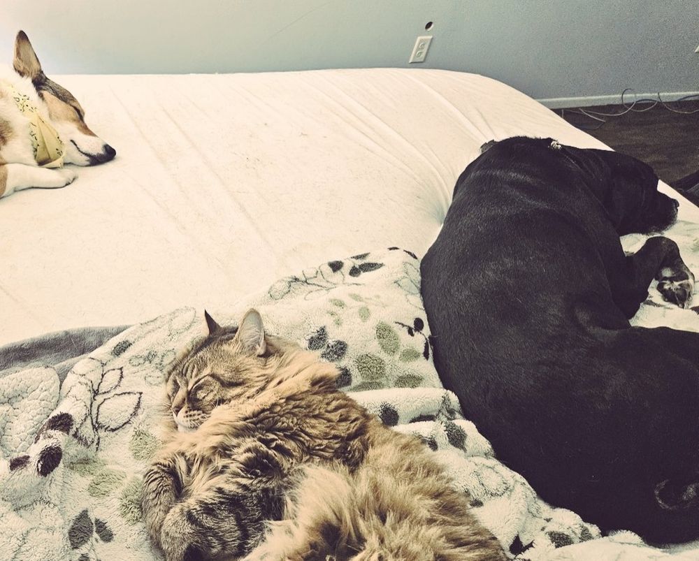 The Three Musketeers