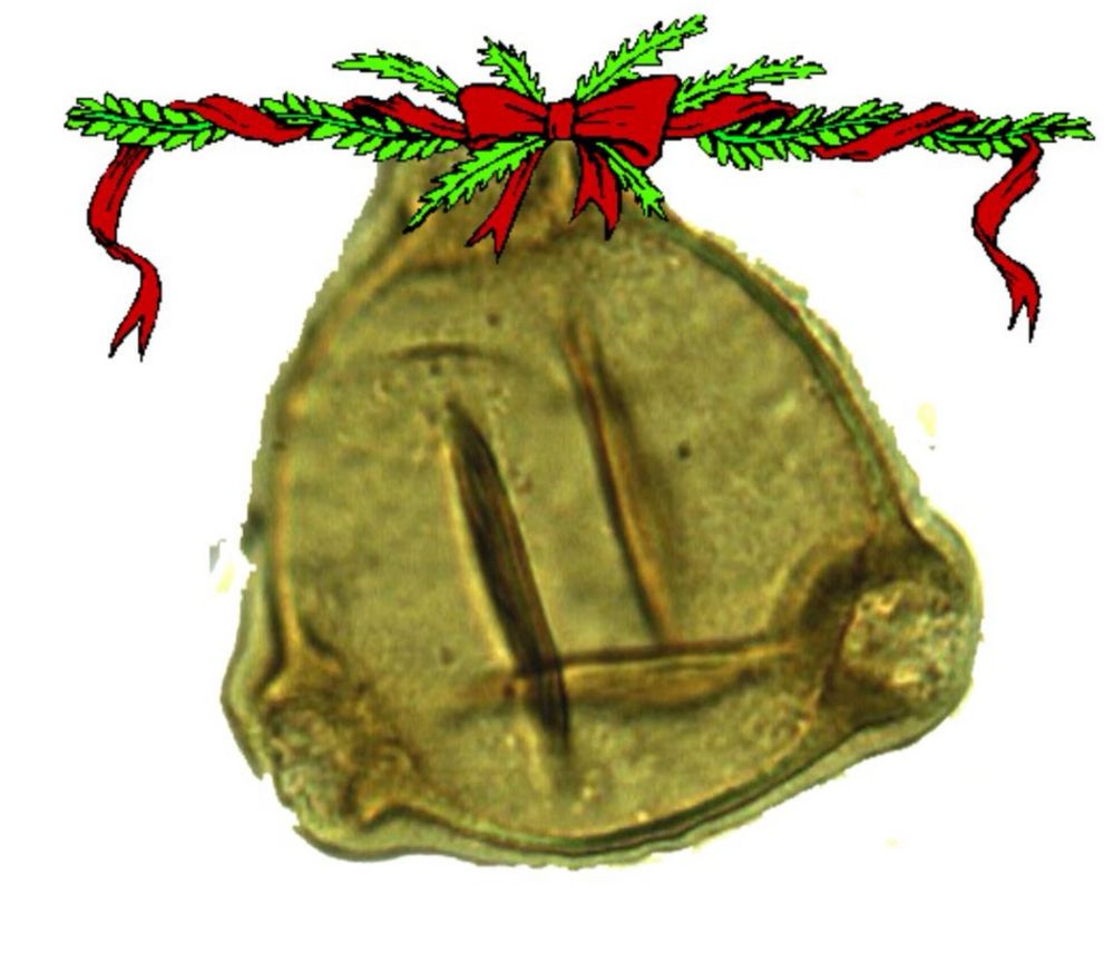 A pollen grain of Epilobium from Arctic Siberia